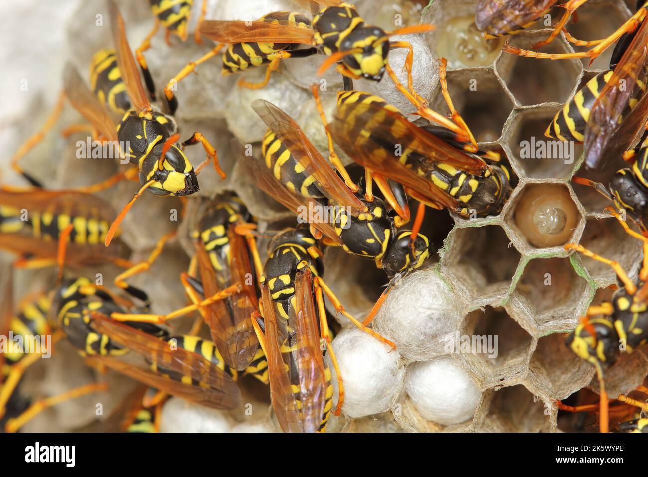La colonia europea di vespe di carta (Polistes dominula) sul nido di pettine Foto Stock
