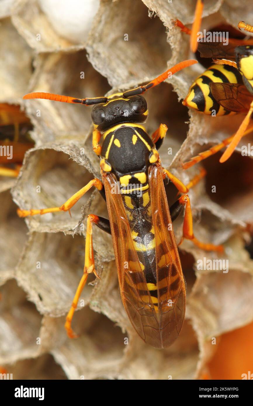 La colonia europea di vespe di carta (Polistes dominula) sul nido di pettine Foto Stock