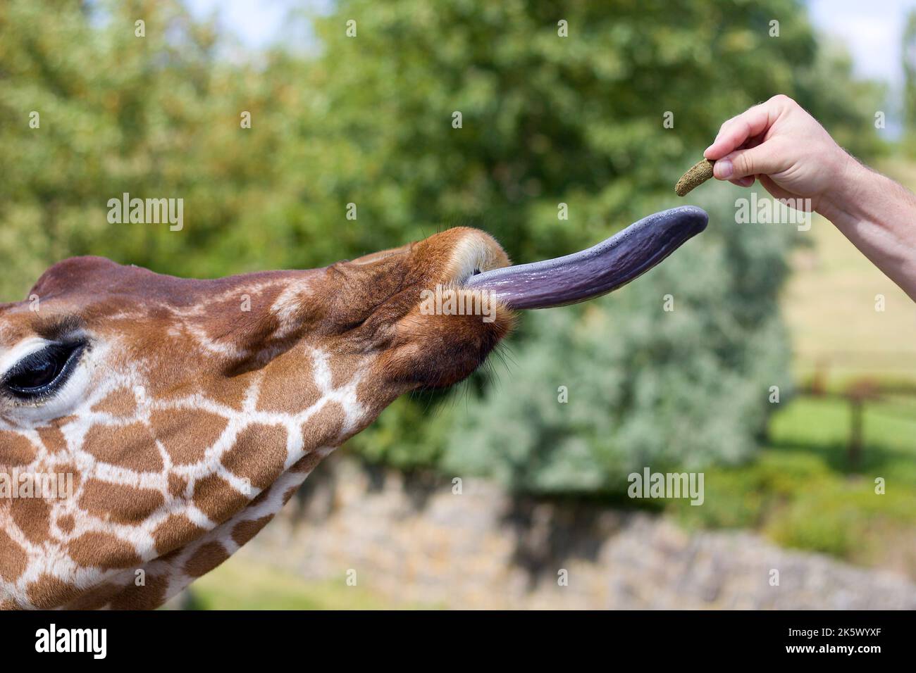 Allattare a mano la giraffa con la lingua sciolta nello zoo Foto Stock