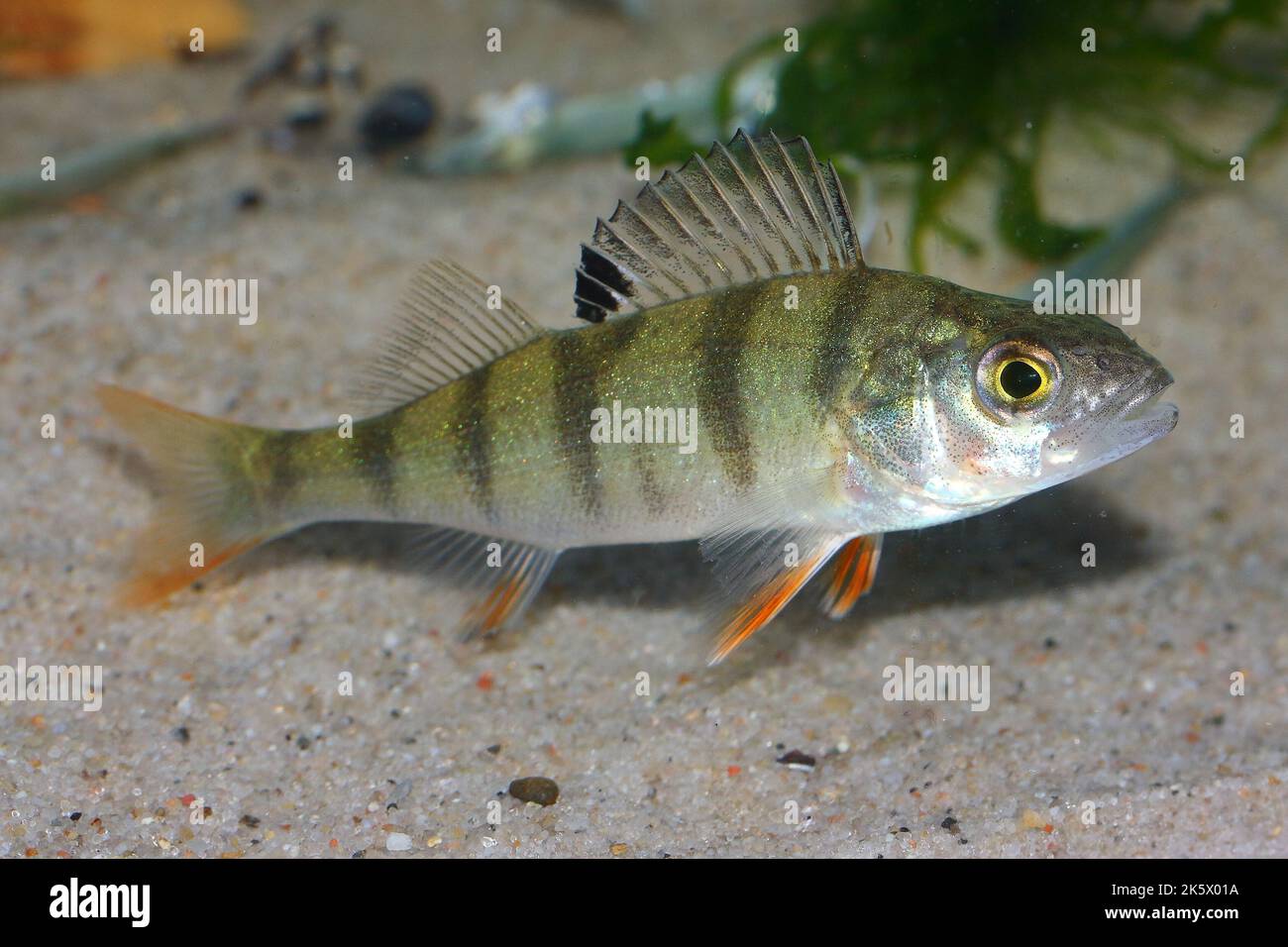 Il pesce persico europeo (Perca fluviatilis), il pesce persico rosso, il pesce persico rosso su larga scala, il fiocco, il pesce rocca dei poveri nell’habitat subacqueo Foto Stock