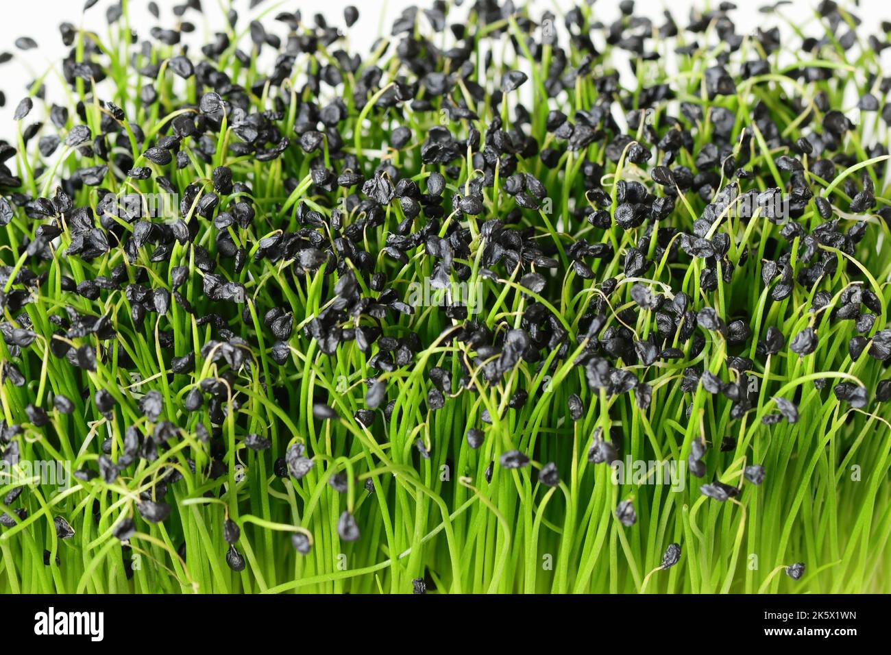 primo piano di erba cipollina fresca piante di crescione con piccoli baccelli di semi scuri sulla parte superiore delle piante, porri microgreens Foto Stock