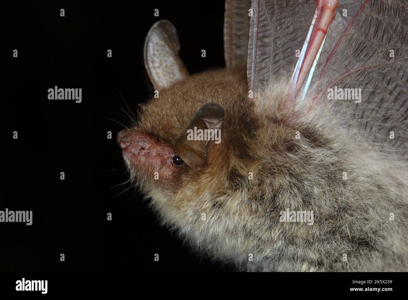Ritratto del pipistrello di Natterer (Myotis nattereri) in un habitat naturale Foto Stock