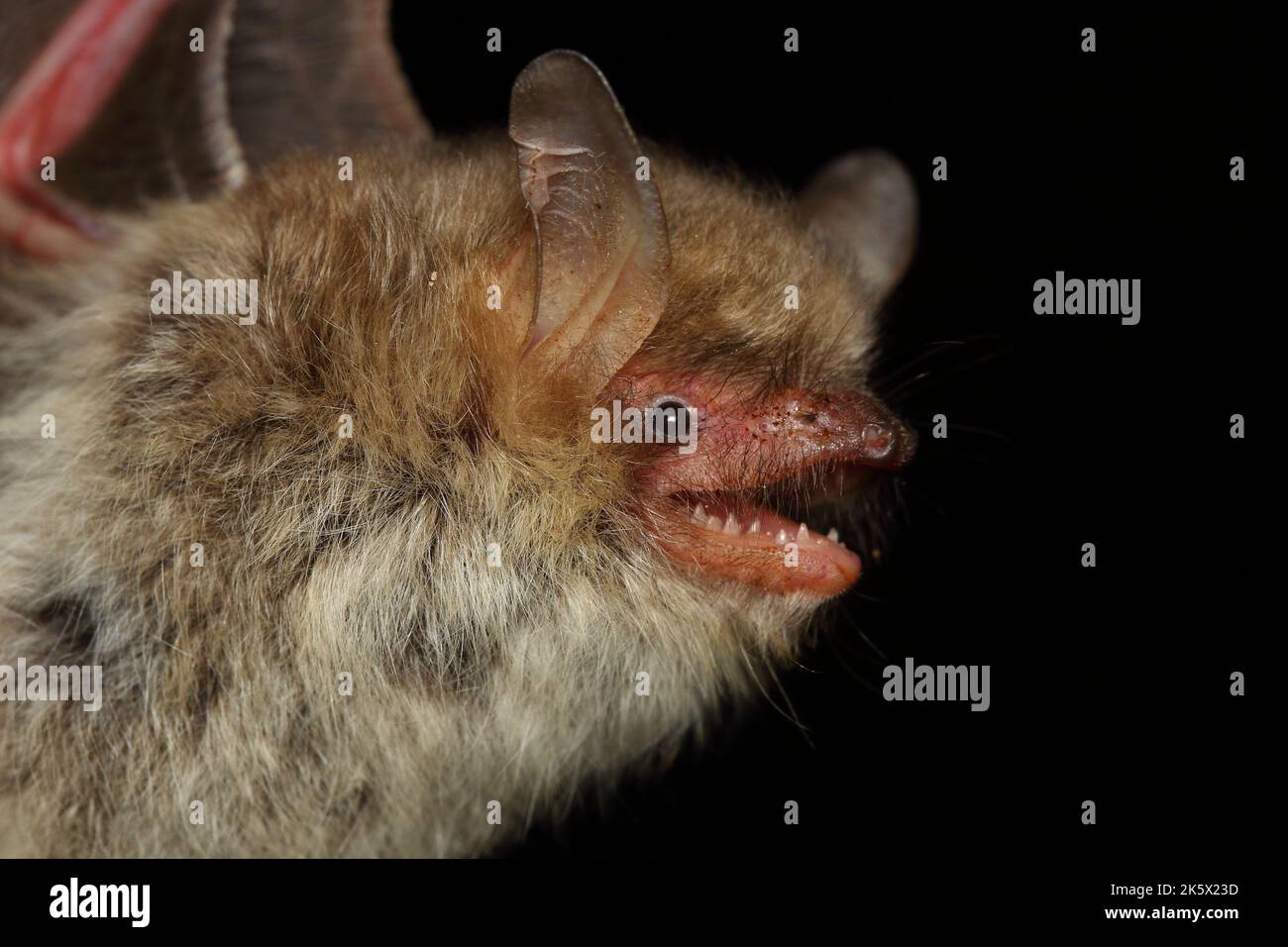 Ritratto del pipistrello di Natterer (Myotis nattereri) in un habitat naturale Foto Stock