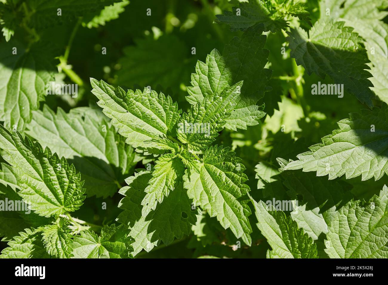 Ortiche in una foresta Foto Stock