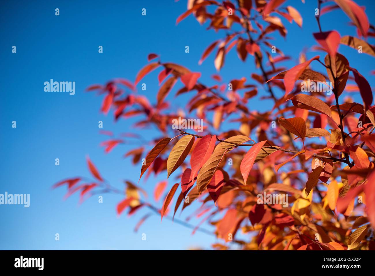Foglie autunnali dorate e rosse sul ramo, cielo blu sullo sfondo. Foto Stock