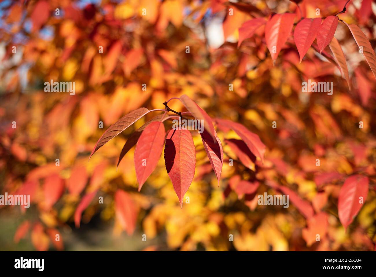 Fotografia in primo piano di foglie autunnali dorate e rosse alla luce del sole. Foto Stock