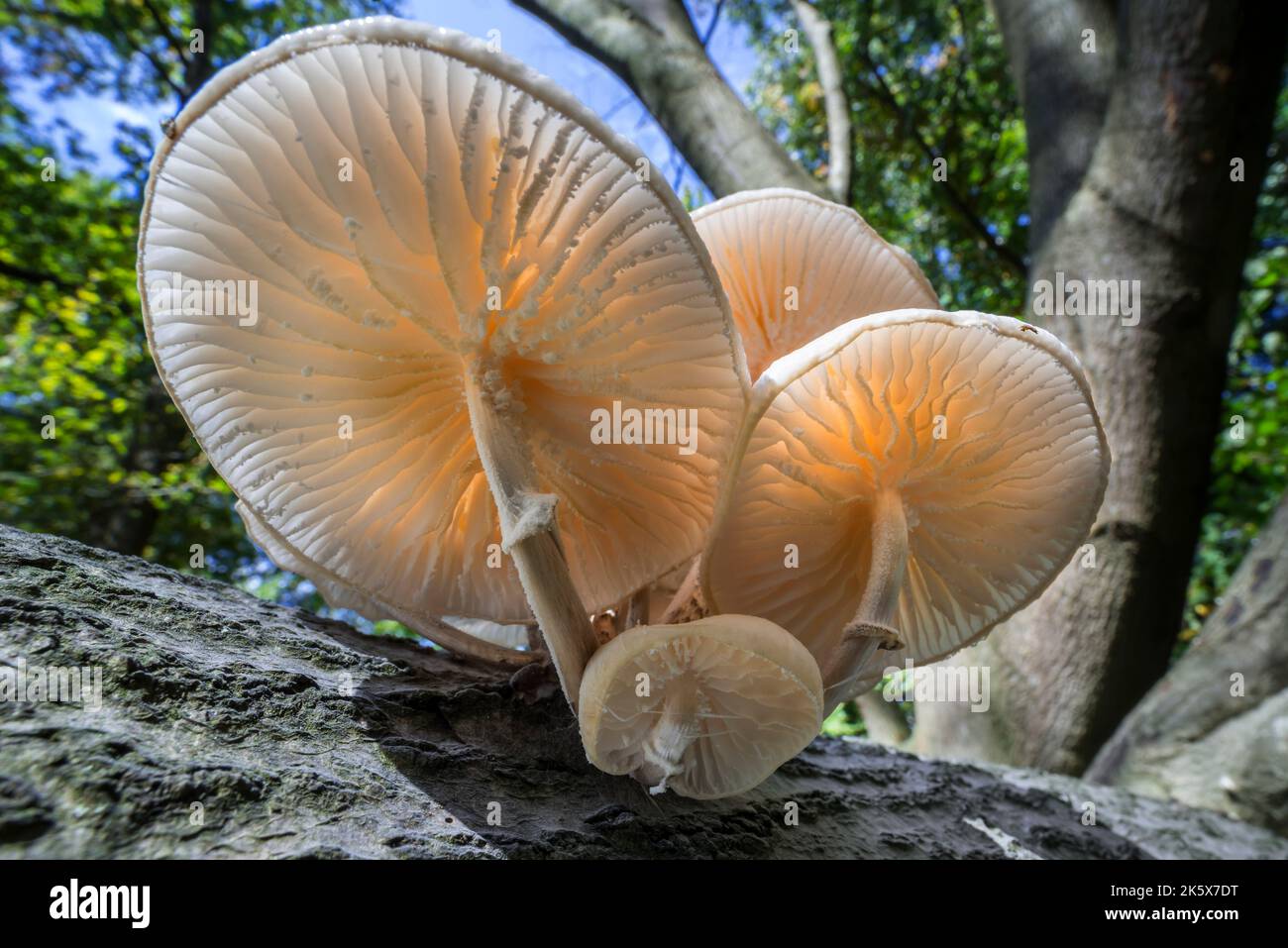 Funghi di porcellana (Oudemansiella mucida) funghi che crescono sul tronco di albero caduto nella foresta in autunno / caduta e che mostrano branchie sotto Foto Stock