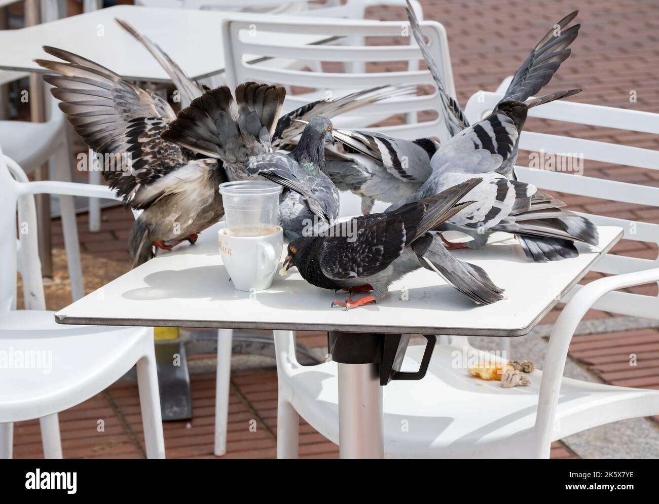Piccioni ferici che si nutrono di scarti sul tavolo da caffè all'aperto in Spagna Foto Stock