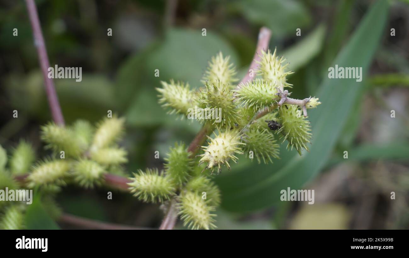 Closeup di semi di Xanthium strumarium anche noto Ditchbur,Noogoora, comune, ruvido, Burweed, europeo, Noogoora Burr, Noogoora bur, Sheeps bur. Il fr Foto Stock