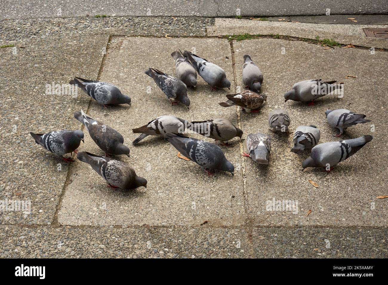 Un gruppo di piccioni che si affogano per il cibo su un marciapiede della città Foto Stock