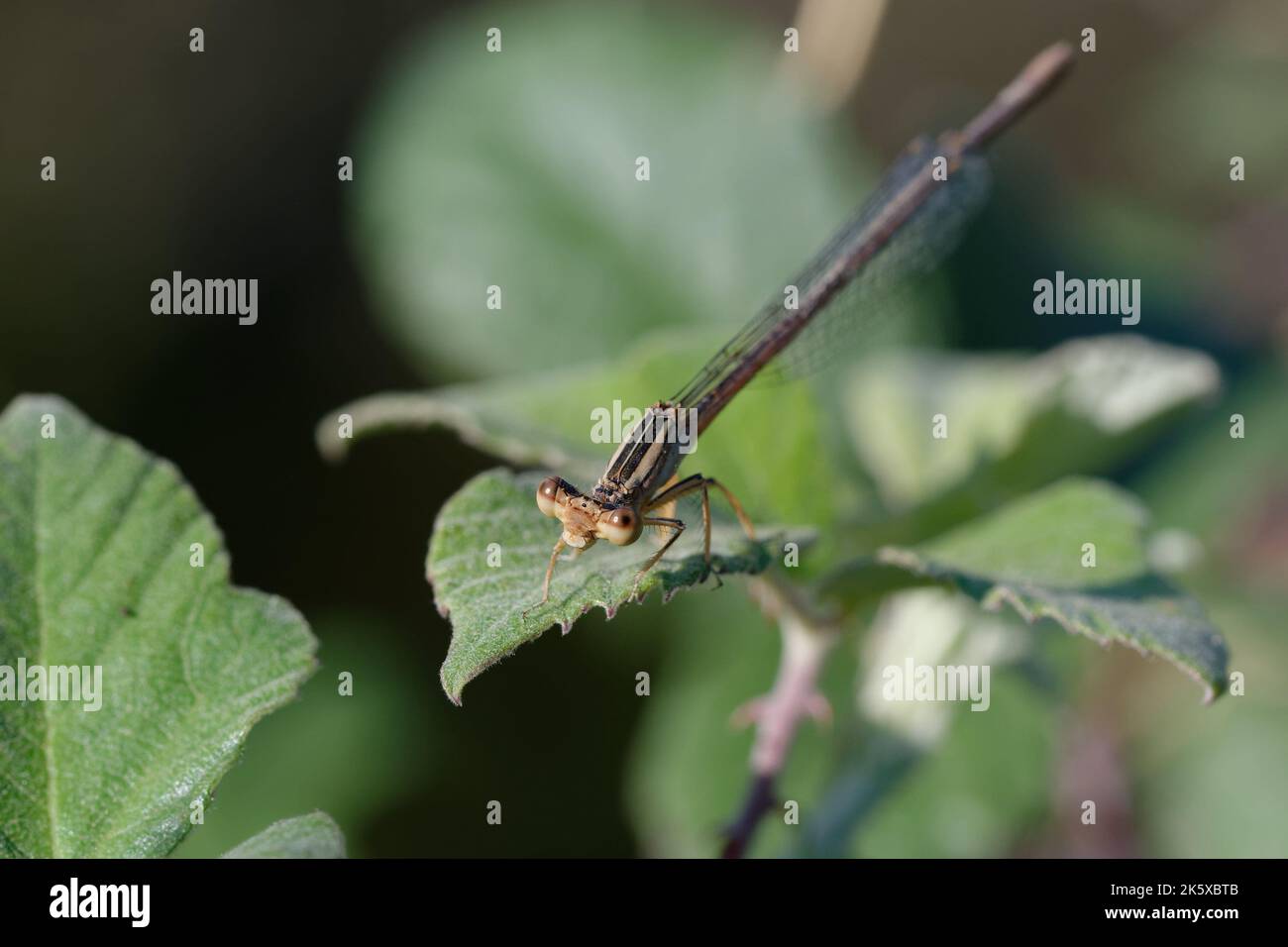 Gamba di piume bianca immatura (Platycnemis latipes) Foto Stock
