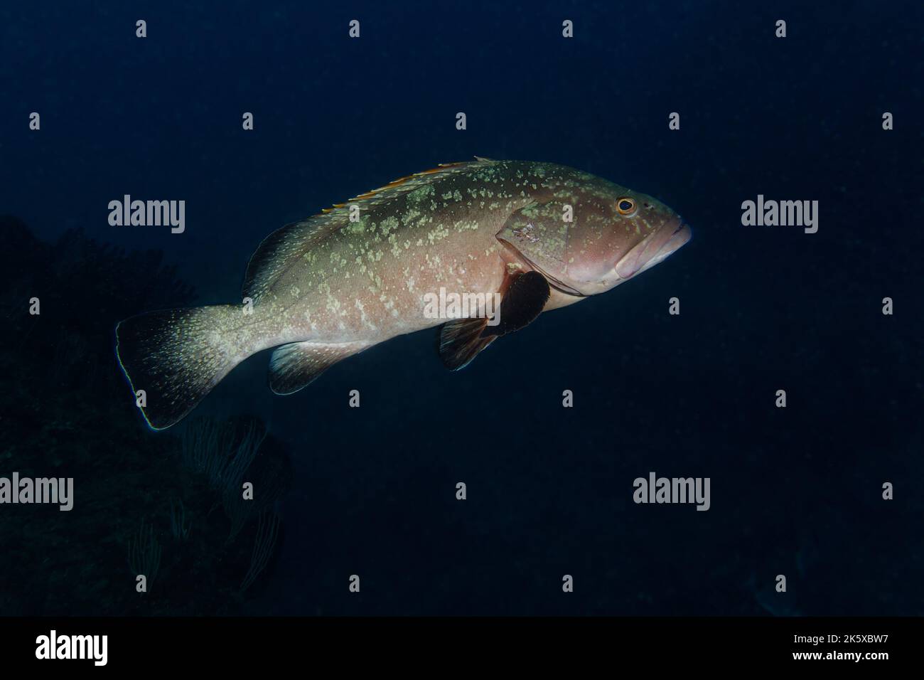 Cernia dusky (Epinephelus marginatus) nel Mar Mediterraneo Foto Stock