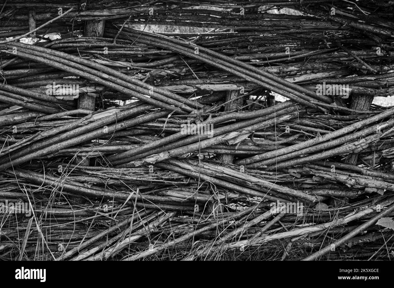 Recinzione fatta di rami di albero tavole, primo piano di tronco di albero nella foresta, scherma wattle fai da te, rami sottili tessuti tra stecche verticali, eco-friendly fenc Foto Stock