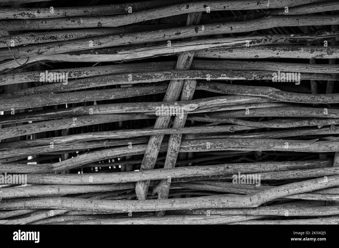 Recinzione fatta di rami di albero tavole, primo piano di tronco di albero nella foresta, scherma wattle fai da te, rami sottili tessuti tra stecche verticali, eco-friendly fenc Foto Stock