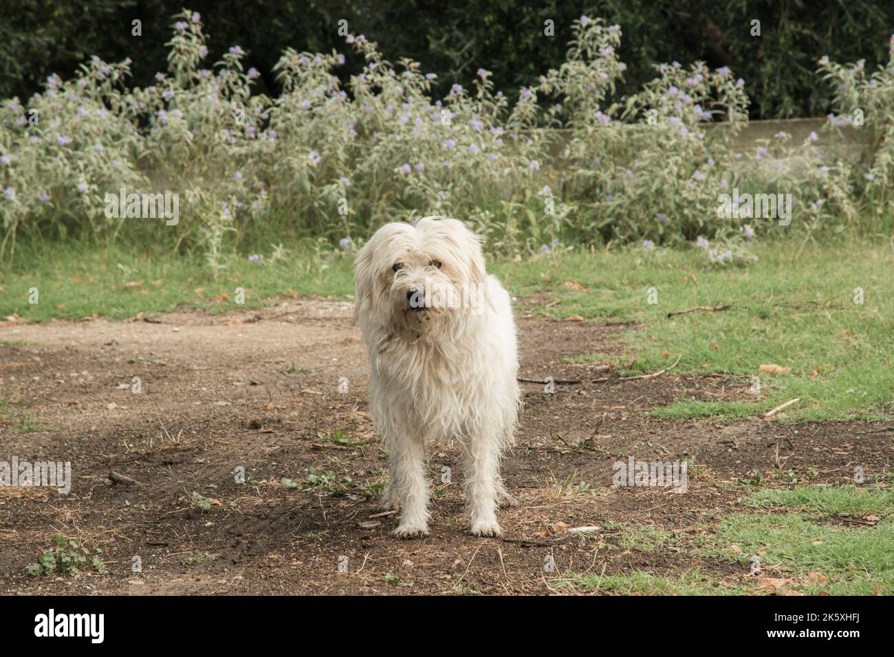 Adorabile bianco shaggy stray cane da strada closeup Foto Stock