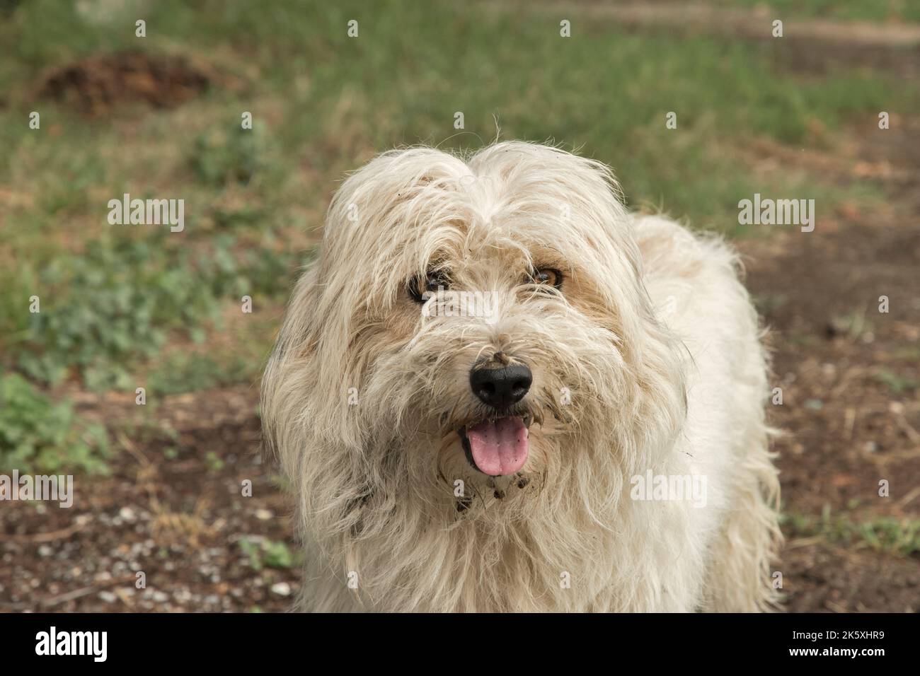Adorabile bianco shaggy stray cane da strada closeup Foto Stock