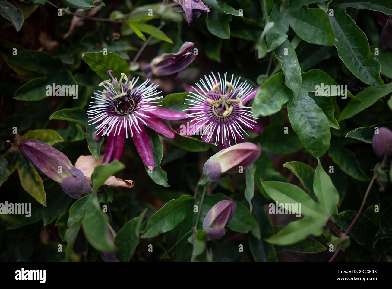 Viola fiore passione con lunghi petali viola-viola, viola passiflora Foto Stock
