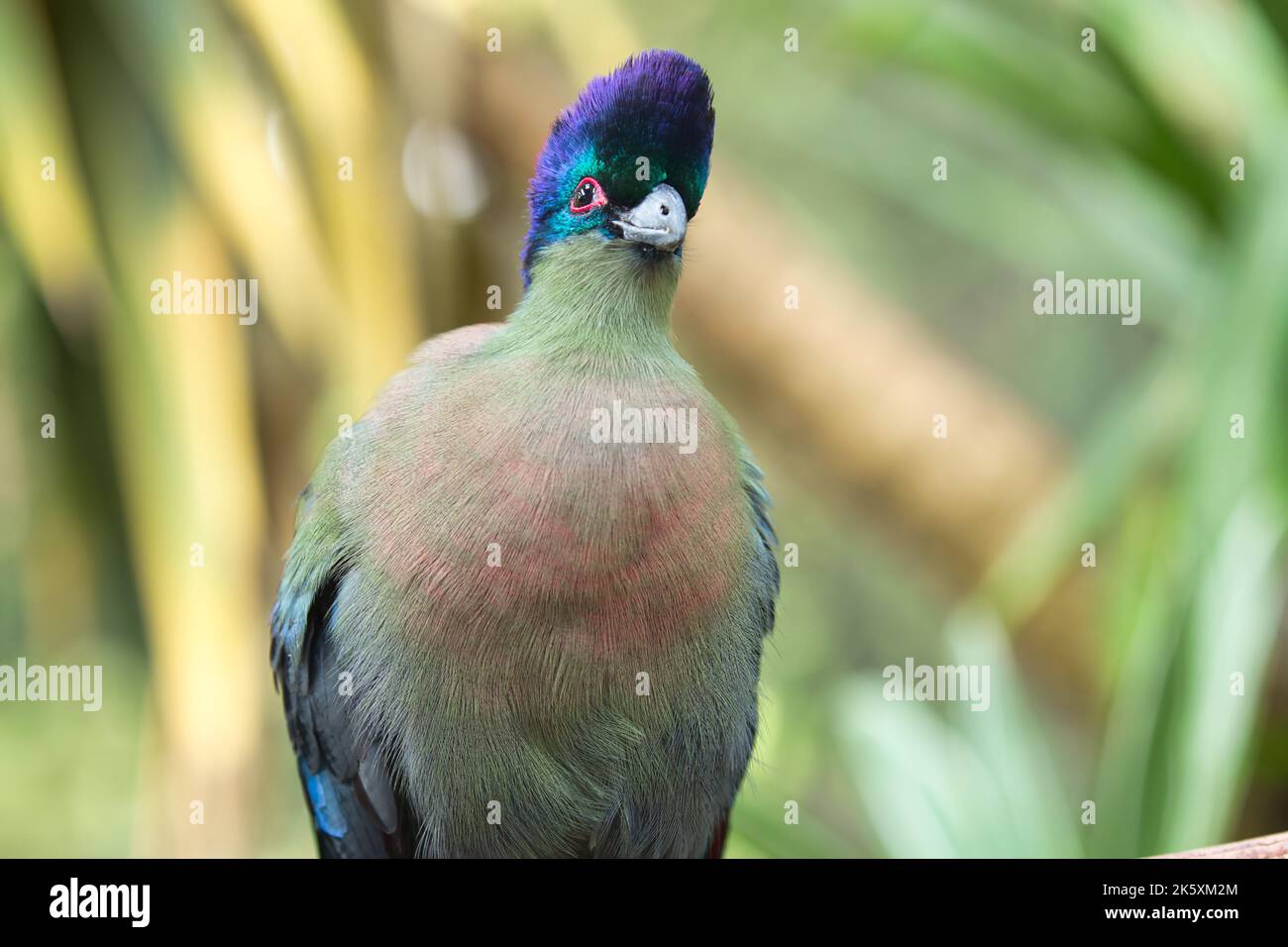 Il turaco purple-crested è l'uccello nazionale del Regno dello Swaziland. Un voluminoso uccello iridescente rivestito in viola profondo, blu, verde e verde oliva lavato wi Foto Stock