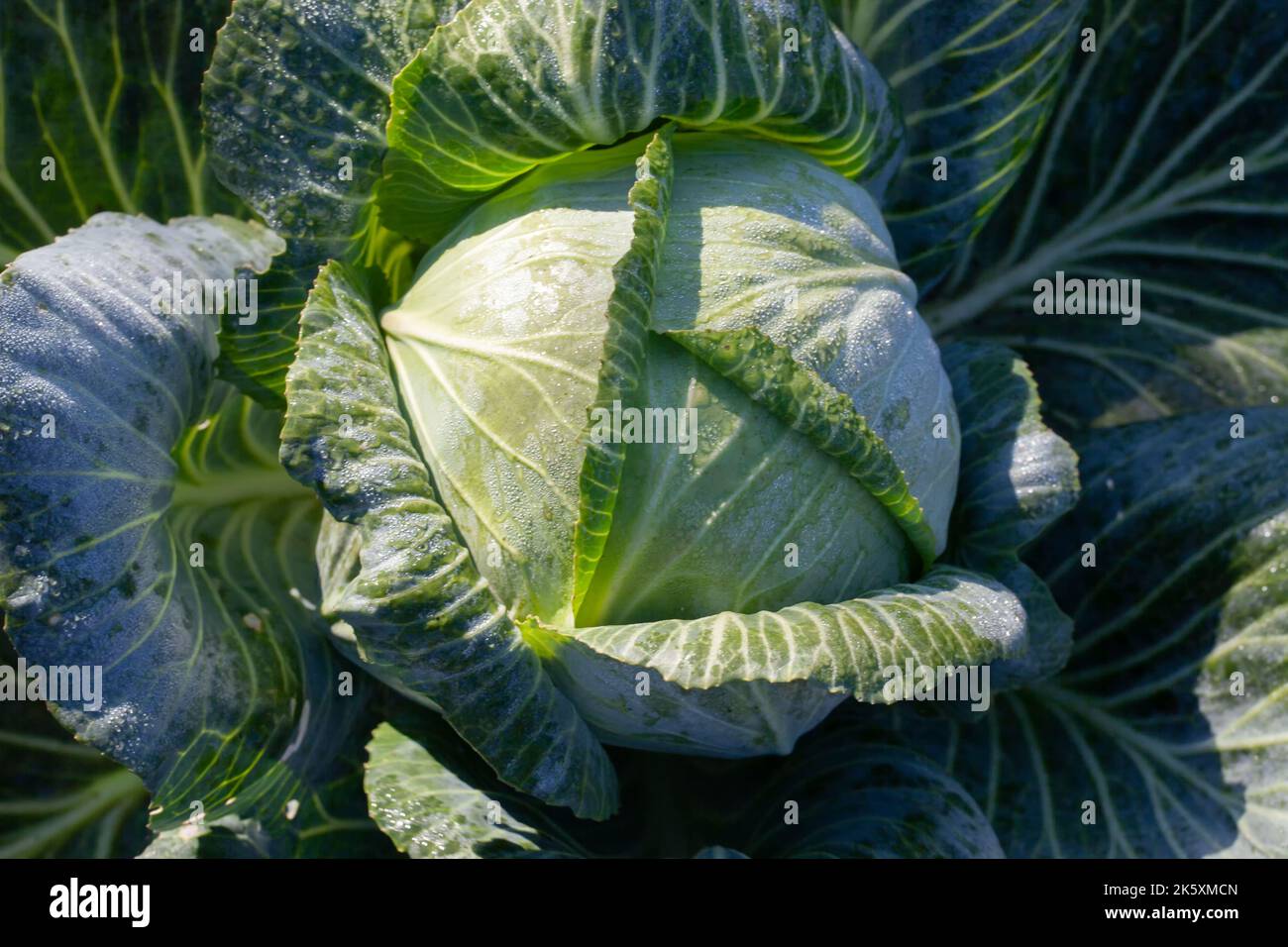 Una grande testa di cavolo verde. Cavolo fresco crescente nel campo o serra. Vegetali crescenti sulla fattoria Foto Stock
