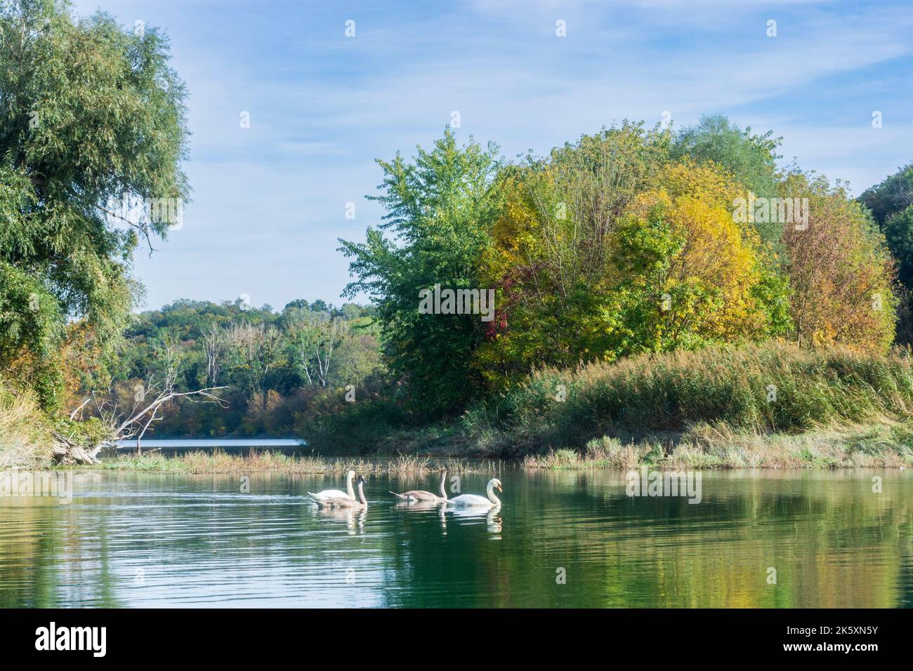 Parco Nazionale Donau-Auen, Danubio-Auen Parco Nazionale: lago di oxbow del fiume Donau (Danubio) nella frazione Regelsbrunn, cigni a Donau, Niederösterreich, bassa Foto Stock