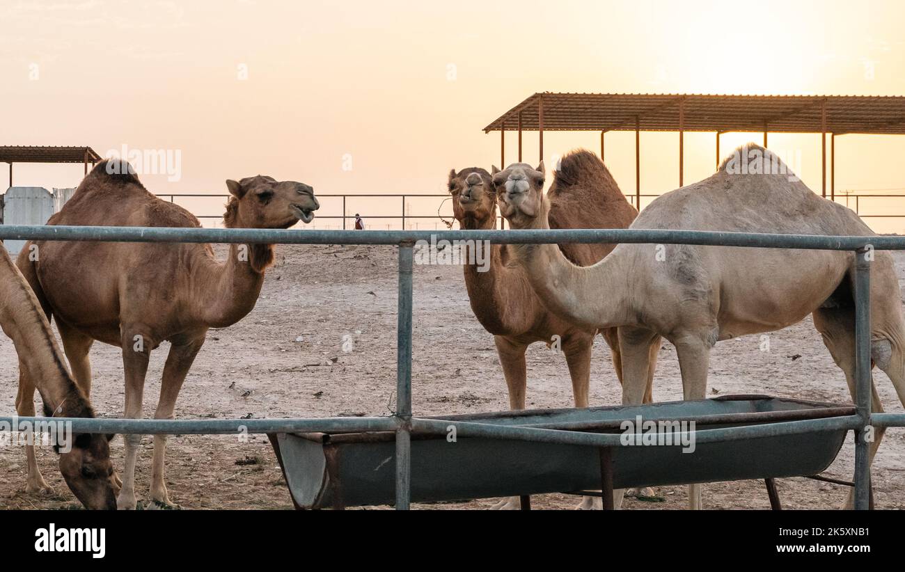 Alcuni cammelli in una fattoria araba godendo il loro cibo. Foto Stock