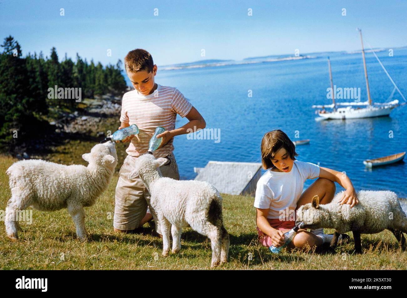 Agnelli per l'alimentazione di giovani ragazzi e ragazze, Mount Desert Island, Maine, USA, toni Frissell Collection, Foto Stock