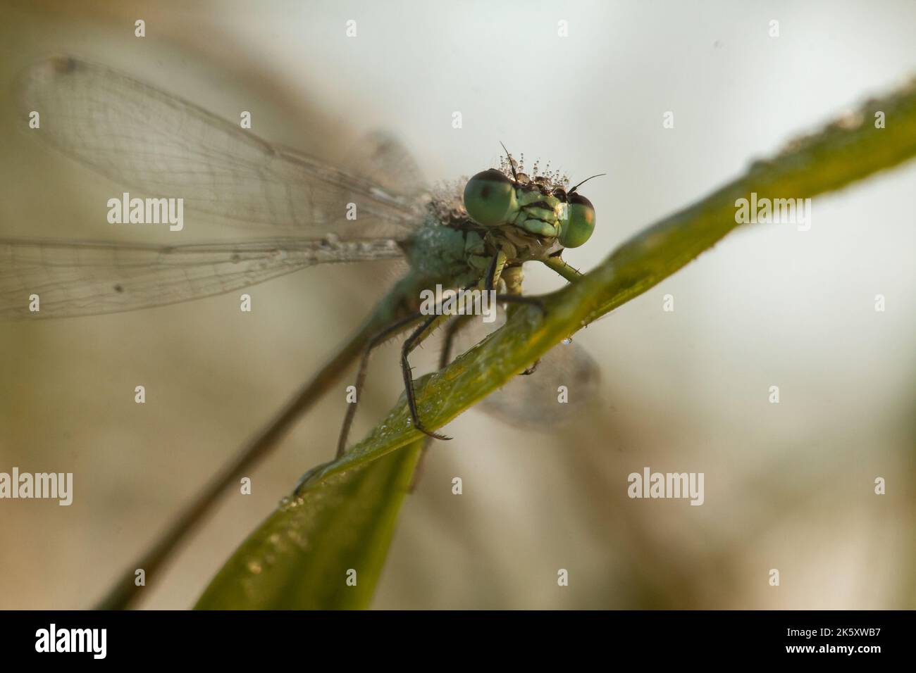 Colpo di testa della damselfly coperta di rugiada (Ischnura elegans) che riposa sull'erba al Muro di Ham, Somerset Foto Stock
