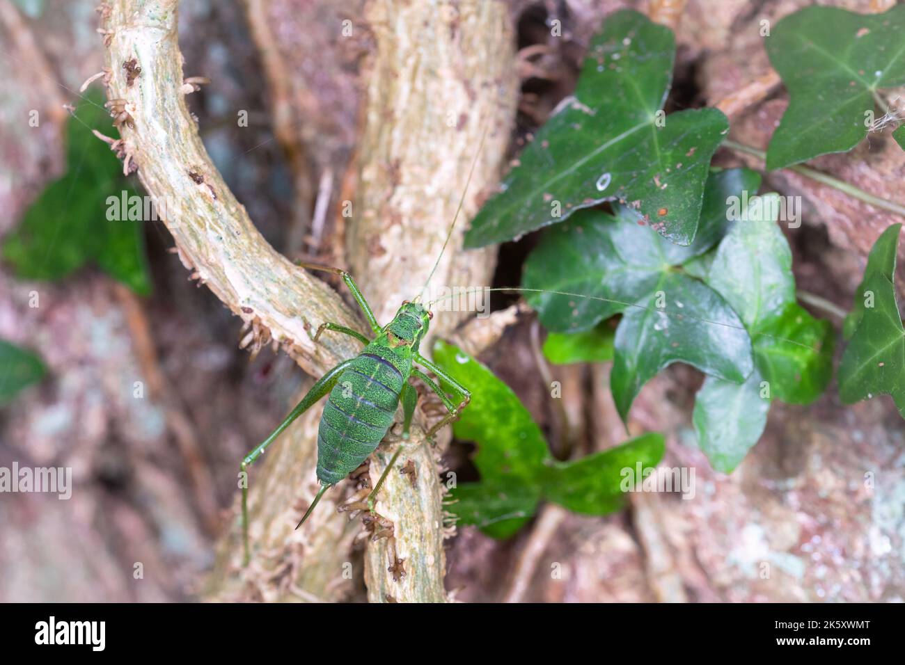 Un cricket bush femmina puntinato (Leptophyes punctatissima) sale sui gambi dell'edera in un bosco del Somerset occidentale vicino a Selworthy Foto Stock