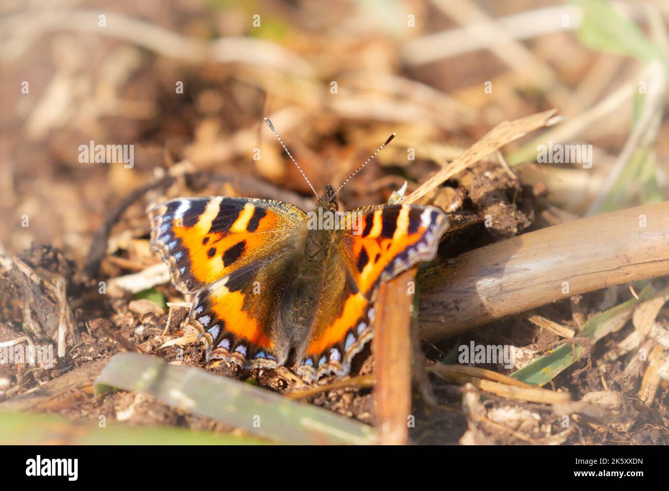 Una piccola farfalla di tartaruga (Aglais urticae) riposa a terra al sole nella riserva naturale del Somerset al Ham Wall Foto Stock