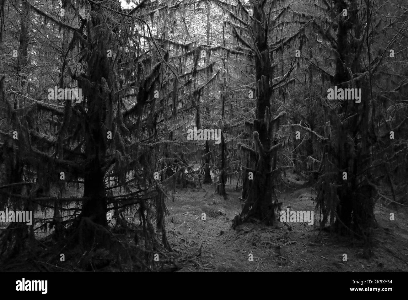 Un'immagine in scala di grigi di una foresta densa e spaventosa Foto Stock