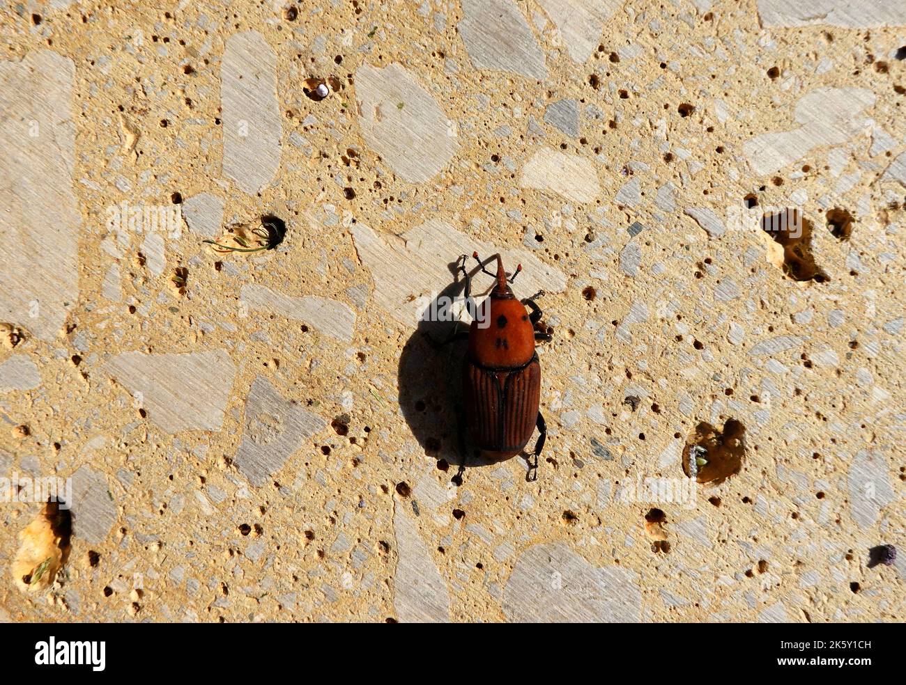 Il ferrugineus di rhynchophorus del weldheavil della palma è una di due specie di coleottero conosciuto come il weevil rosso della palma, il weevil asiatico della palma o il weevil di sago della palma Foto Stock