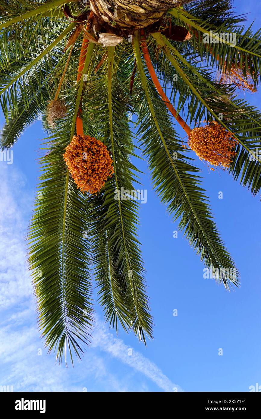 Dattero palma, Phoenix dactylifera, Saranda, Repubblica di Albania Foto Stock
