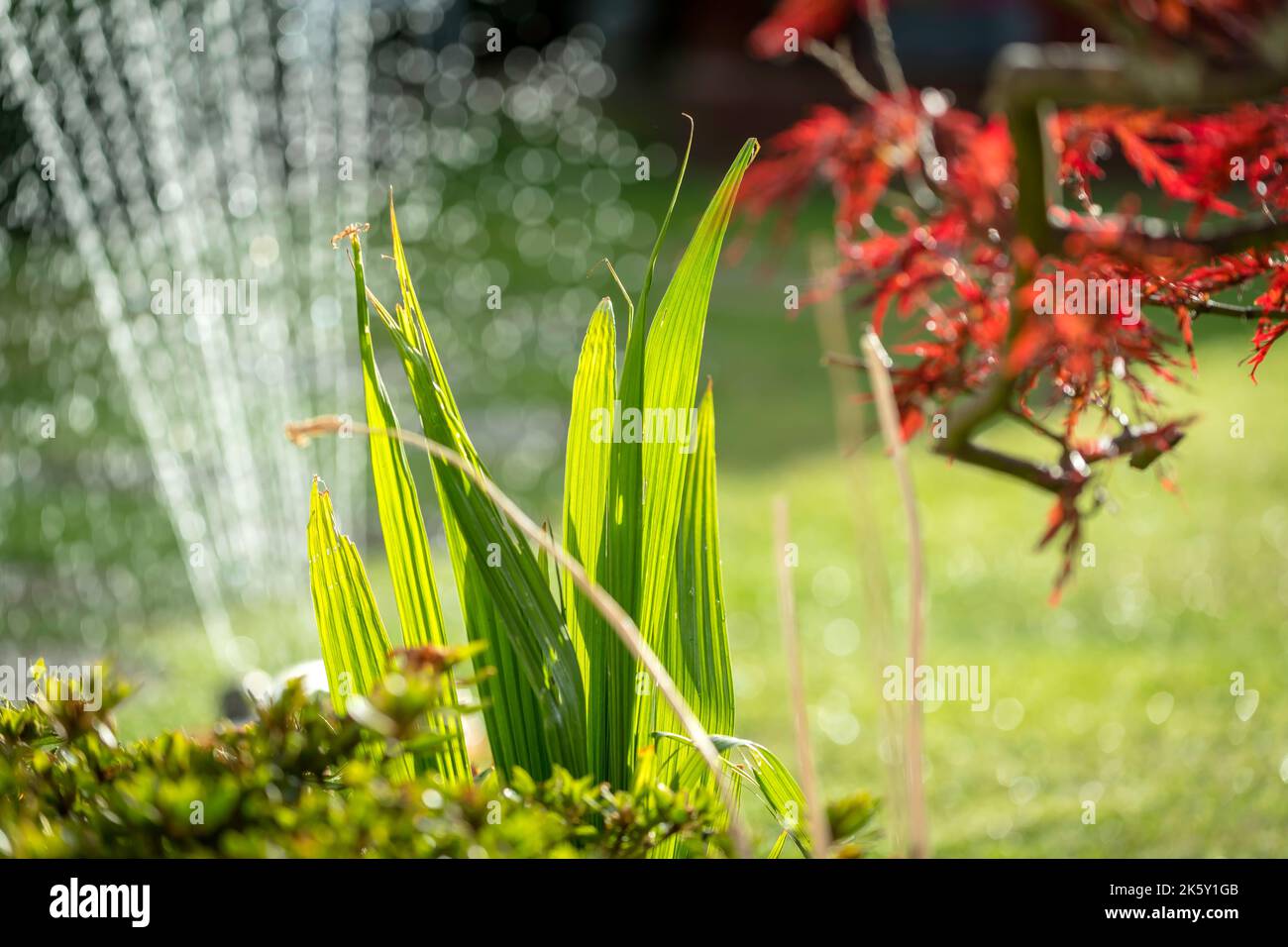 Primo piano dello spruzzo d'acqua del tubo flessibile al giardino durante l'estate Foto Stock