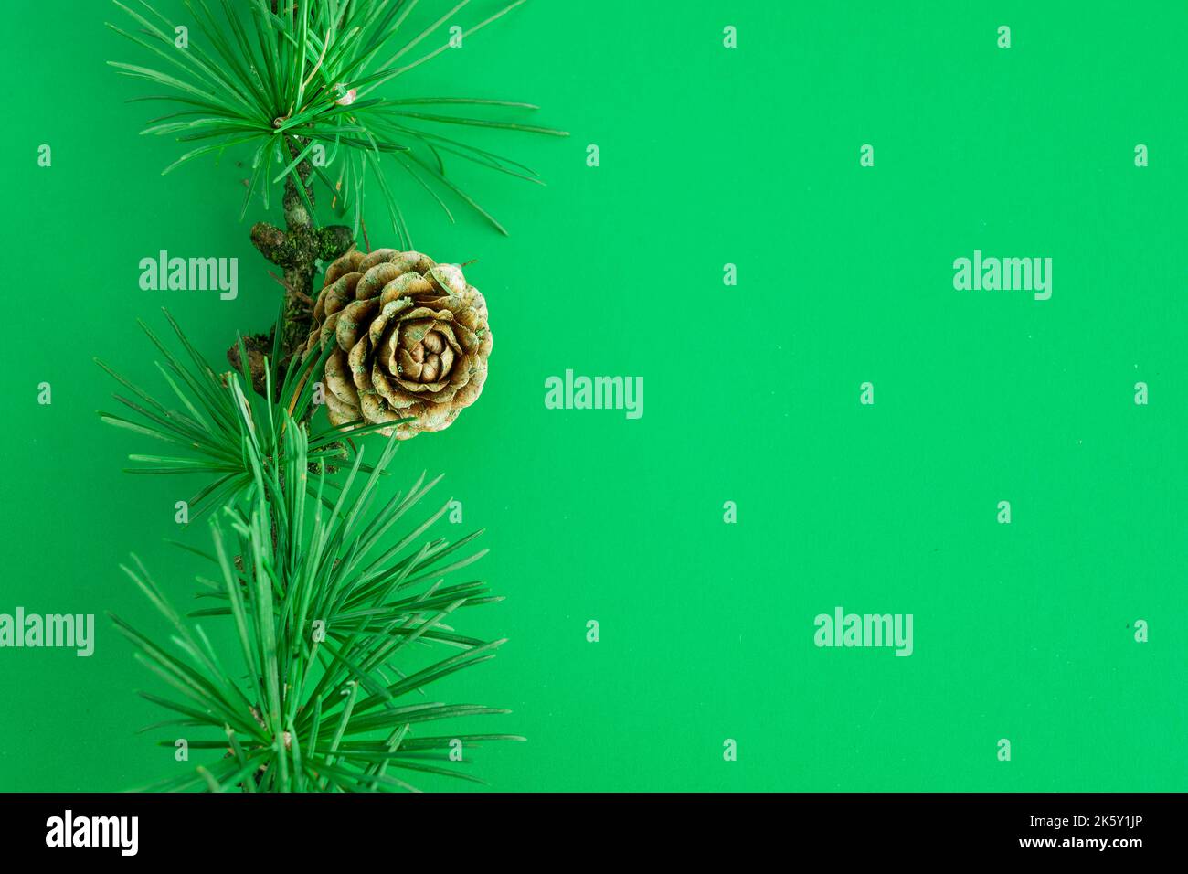 Cedrus deodara ramo isolato sullo sfondo Foto Stock