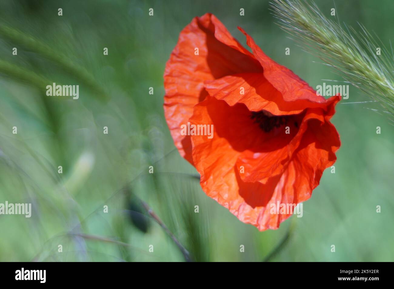 Una messa a fuoco selettiva di un fiore rosso e sfondo sfocato Foto Stock