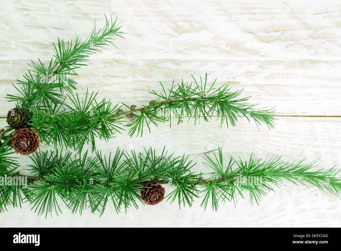 Cedrus deodara ramo isolato sullo sfondo Foto Stock