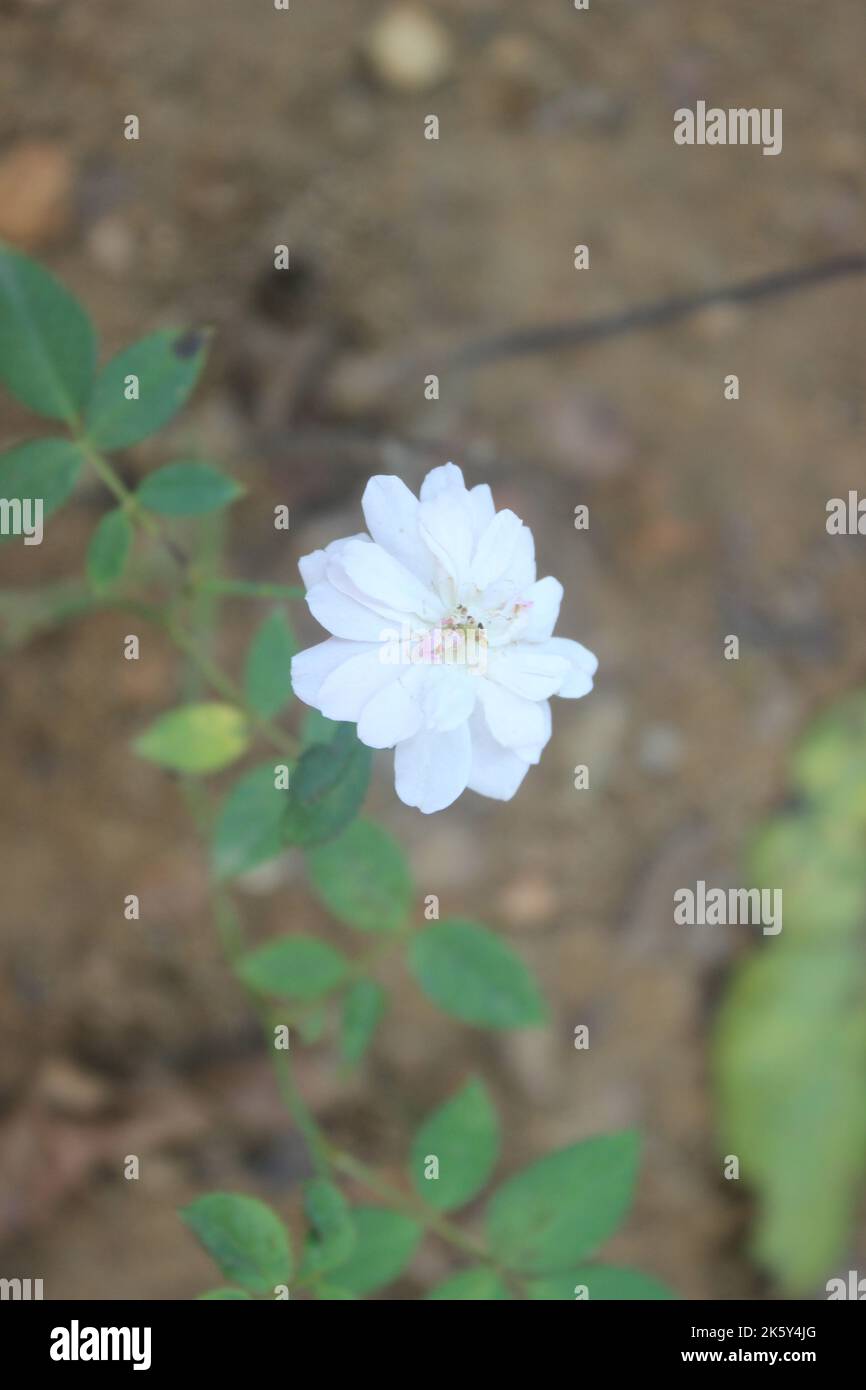 Fuoco selettivo di bei fiori di muschio di rosa in giardino. Utilizzato per lo sfondo e lo sfondo. Foto Stock