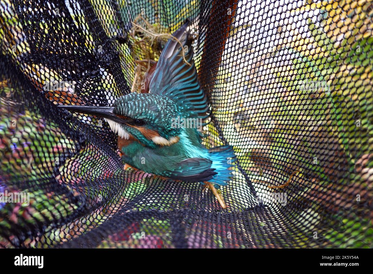 Eisvogel (Alcedo atthis) - Rettung aus einem Teichnetz, Nordrhein-Westfalen, Deutschland, Weilerswist Foto Stock