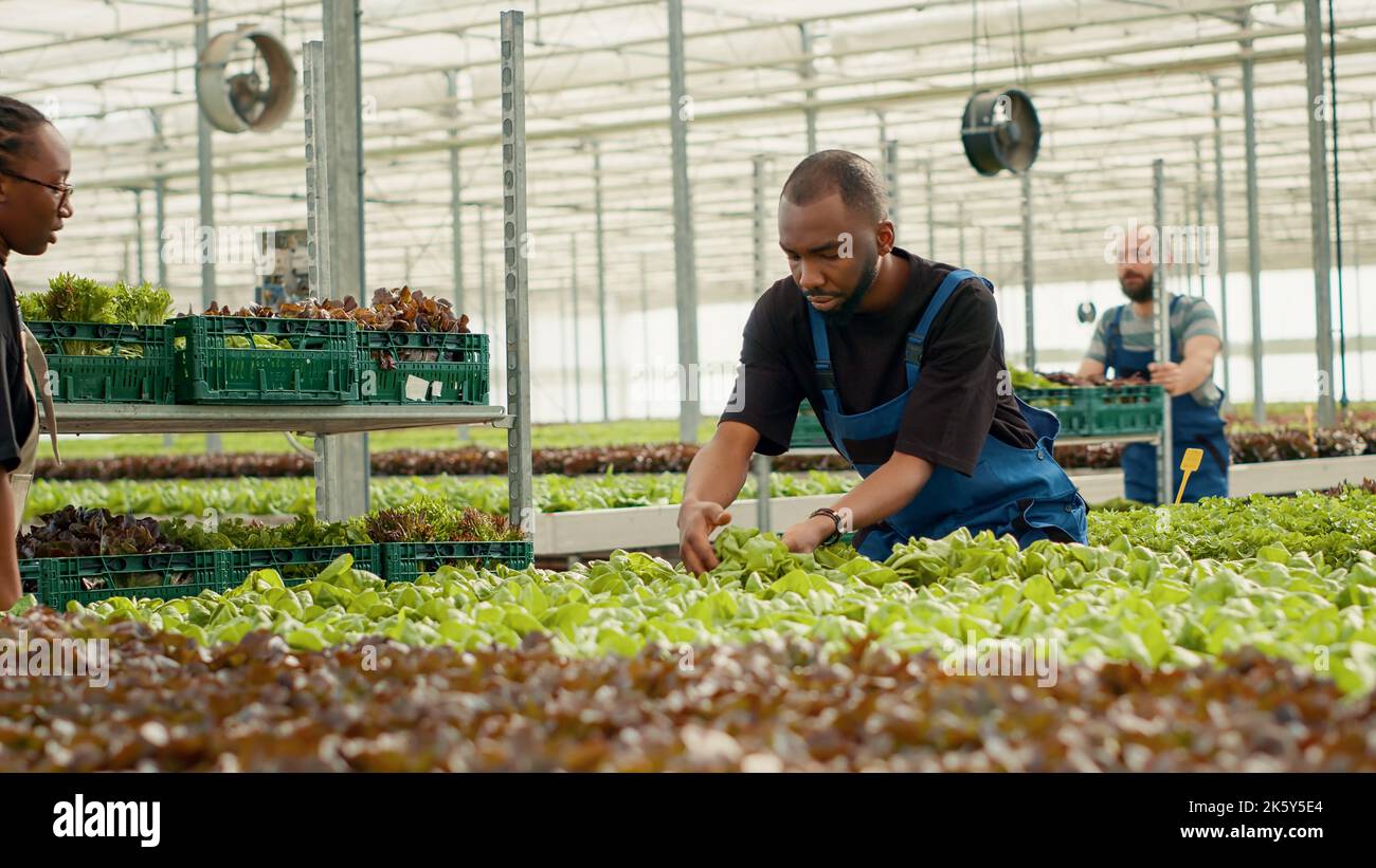 African american bio farm worker raccolta lattuga verde pronto per la consegna in rack con casse spinte da donna in serra. Raccoglitrice di verdure che raccoglie piante organiche coltivate senza pesticidi. Foto Stock
