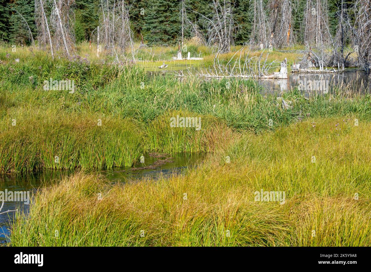 Grand Tetons National Park, Wyoming, USA. Diga di Beaver con le erbe sopra di essa, che mostra una zona smorzata del fiume Snake vicino Schwabacher Landing. Foto Stock