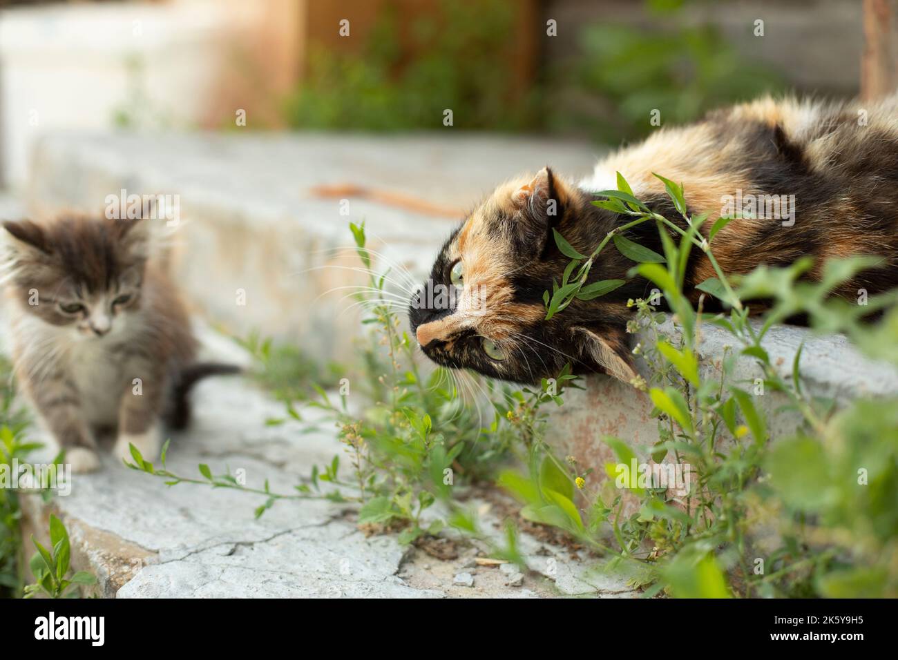 Gatti in estate sulla strada. Gatti in campagna. Foto Stock