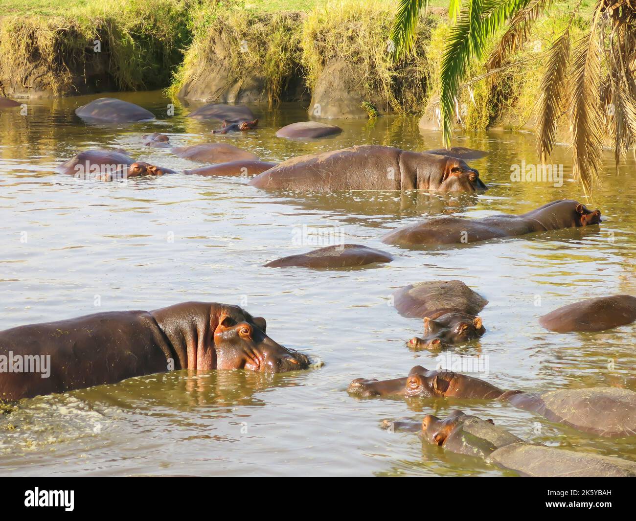 Bacino di ippopotamo nel Parco Nazionale del Serengeti, Tanzania, Africa Orientale Foto Stock