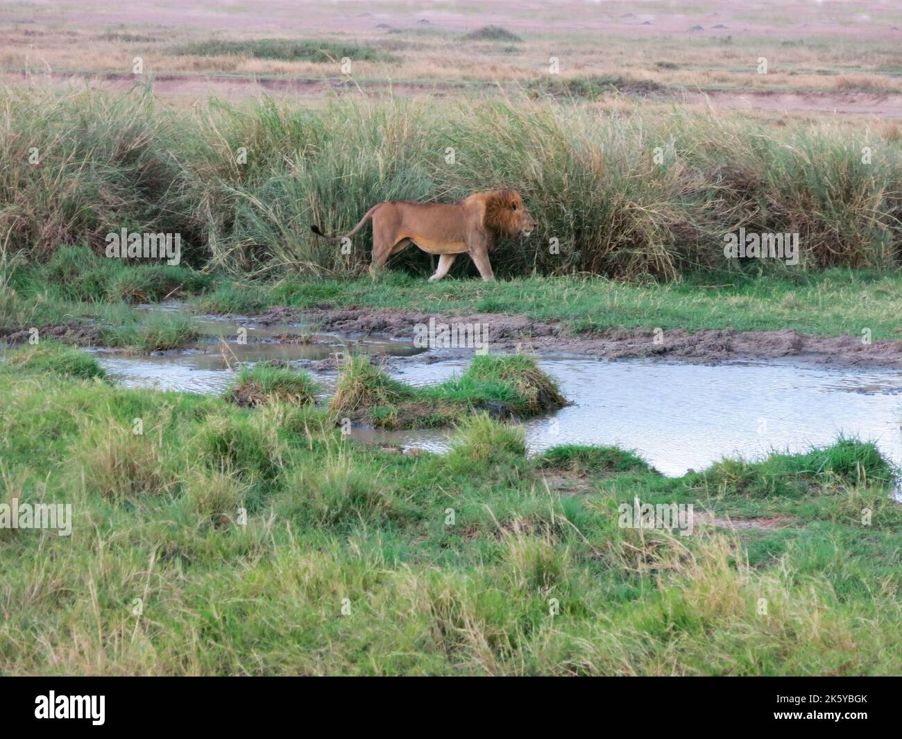 Leone in movimento nel Parco Nazionale di Serengeti, Tanzania, Africa Orientale Foto Stock
