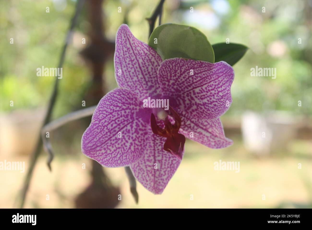 Fuoco selettivo di orchidee rosa Doritaenopsis (Phalaenopsis) nel giardino. Con uno sfondo sfocato. Uso di sfondi naturali. Foto Stock