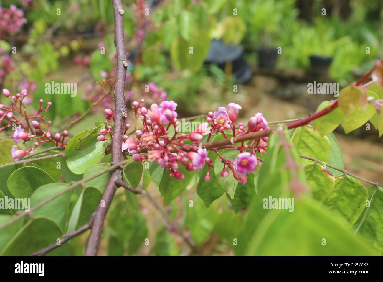 Fuoco selettivo di bel fiore di frutta stella nel giardino. Foto Stock