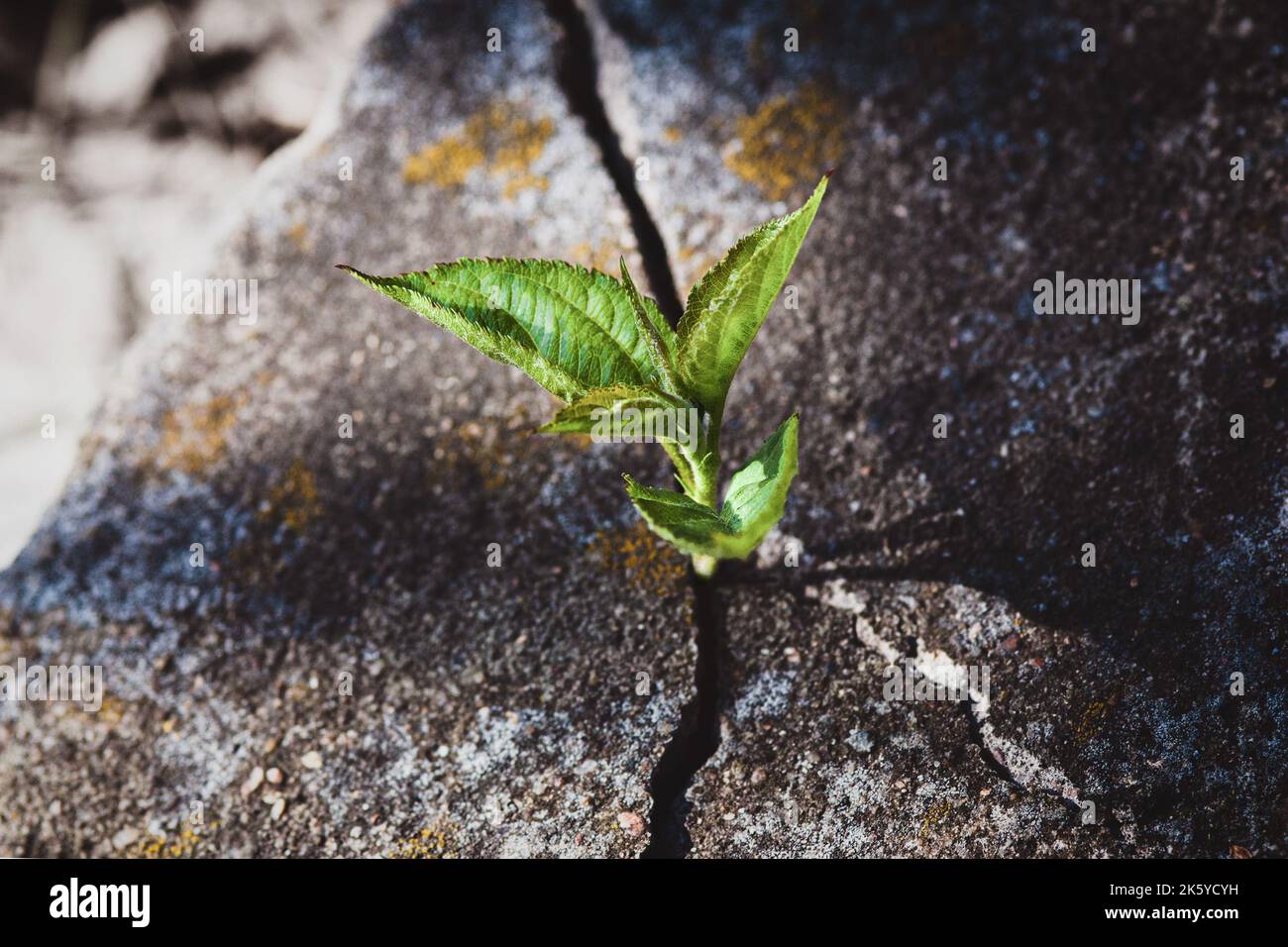 Piccolo albero che cresce in vecchia crack lapideo, pianta coltivata sulla roccia, speranza, risurrezione, anima eterna e nuovo concetto di vita Foto Stock