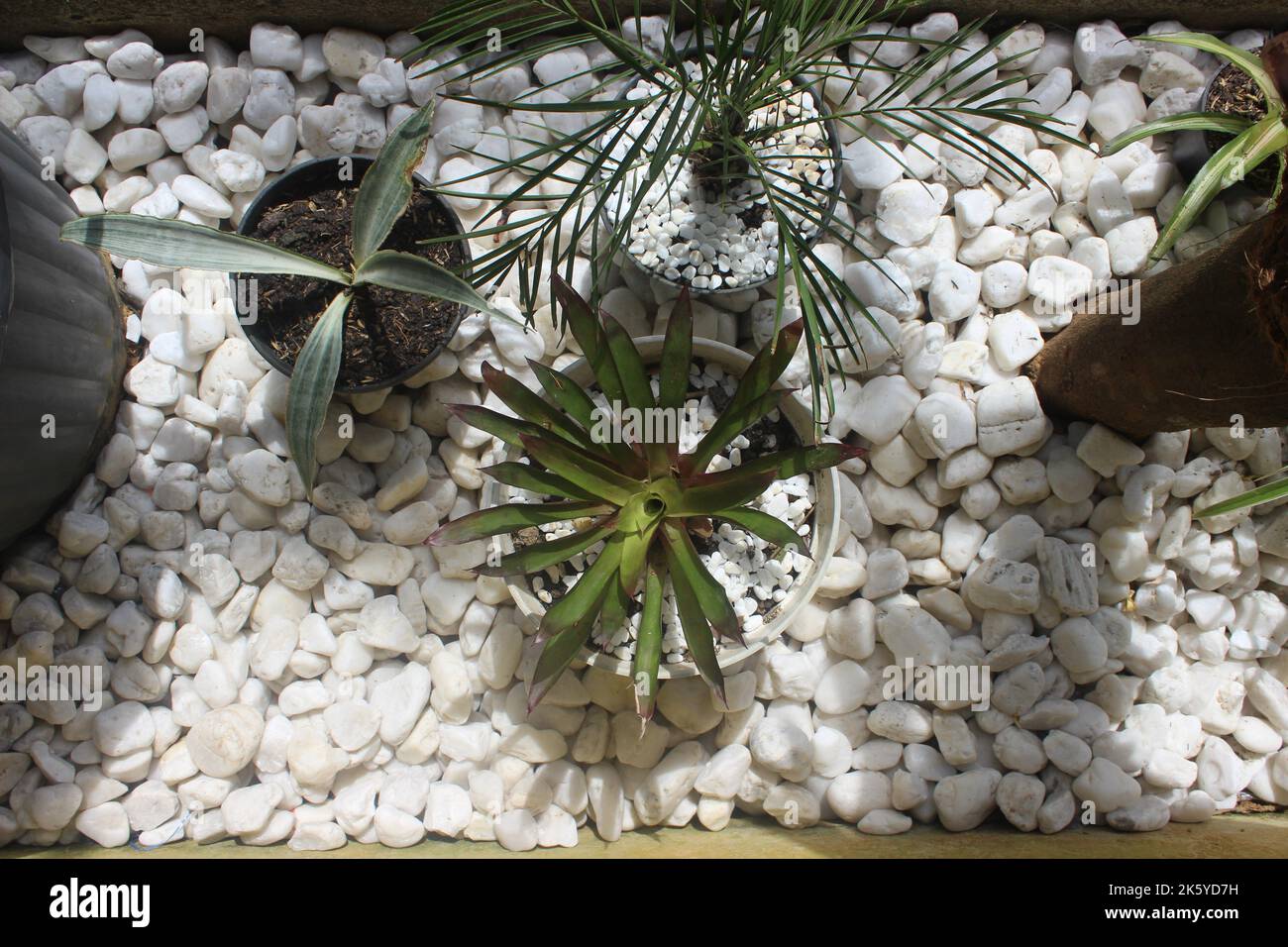 Bellezza delle piante ornamentali su sfondo bianco in pietra nel giardino. Messa a fuoco selettiva. Natura sfondo. Foto Stock