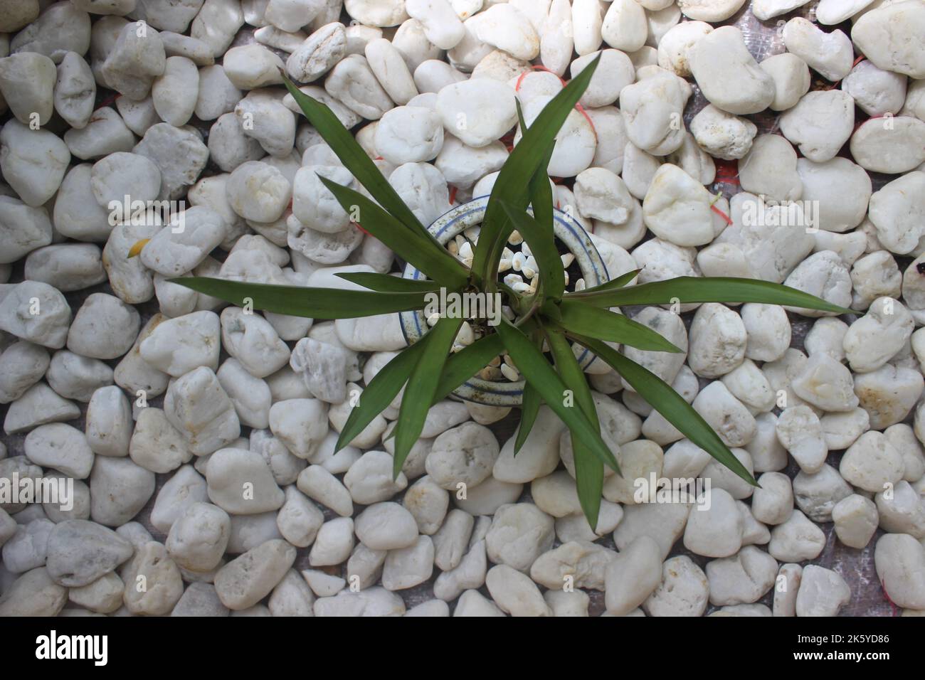 Bellezza delle piante ornamentali su sfondo bianco in pietra nel giardino. Messa a fuoco selettiva. Natura sfondo. Foto Stock