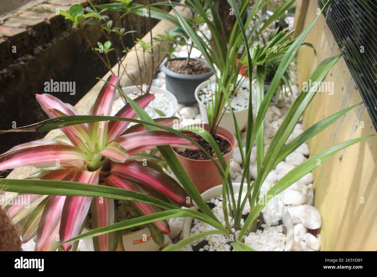 Bellezza delle piante ornamentali su sfondo bianco in pietra nel giardino. Messa a fuoco selettiva. Natura sfondo. Foto Stock