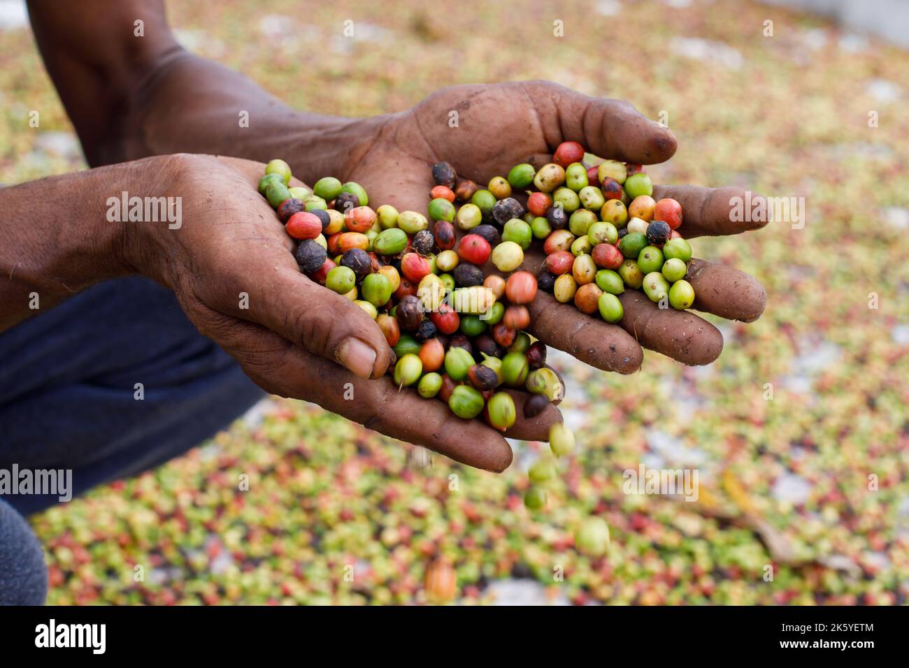 Chicchi di caffè freschi nelle mani di un agricoltore. Foto Stock